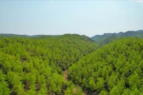 mugla-orman.webp.webp.webp