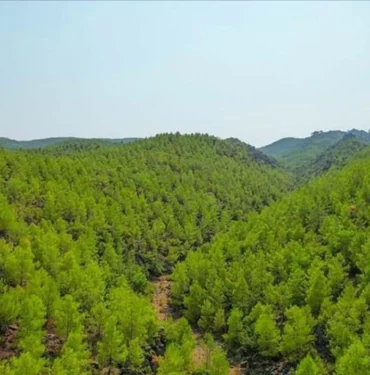 mugla-orman.webp.webp.webp